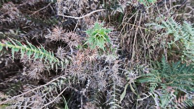 Berkheya cruciata, photographed by Di Turner