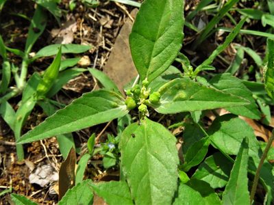 Euphorbia dentata, photographed by Annika Lindqvist