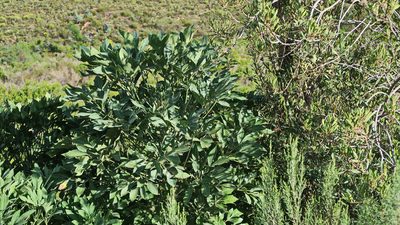 Cussonia spicata, photographed by Di Turner
