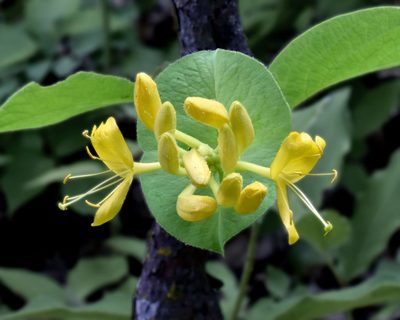 Lonicera hirsuta, photographed by davecz2