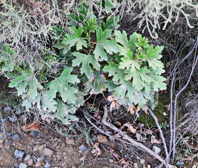 Pelargonium ribifolium, photographed by Di Turner