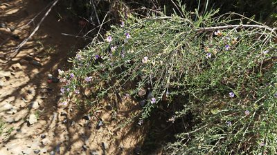 Psoralea forbesiae, photographed by Di Turner