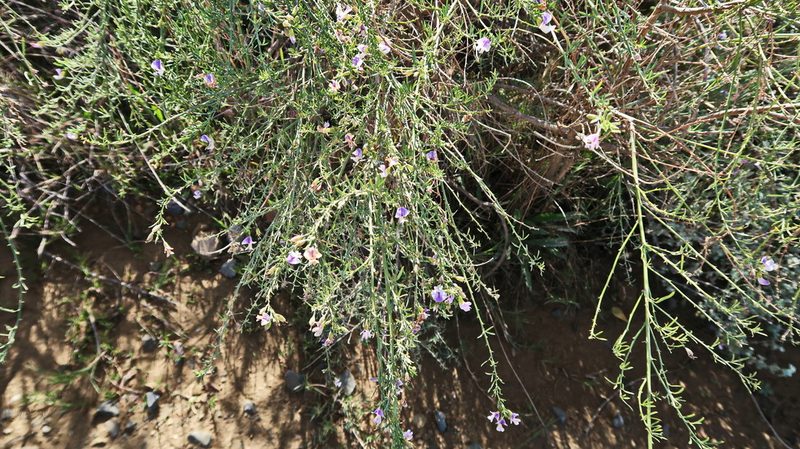 Psoralea forbesiae, photographed by Di Turner