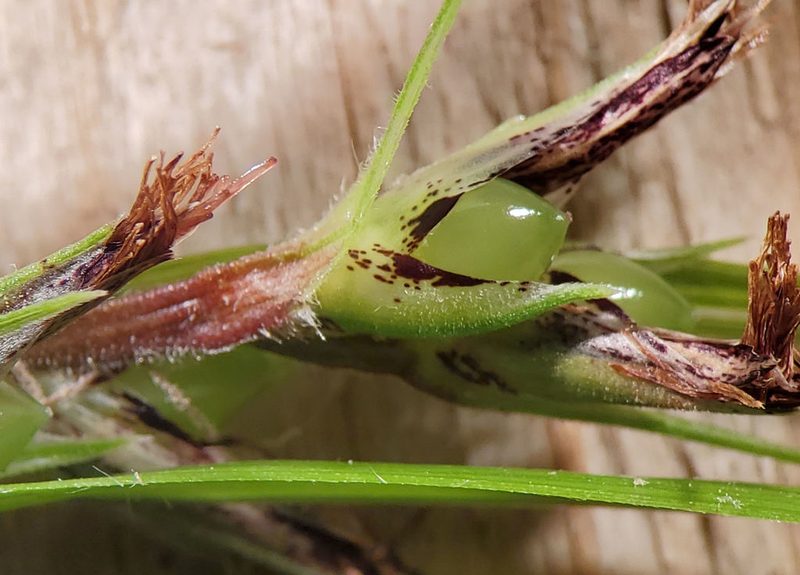 Scleria oligantha, photographed by hr_dragonfly