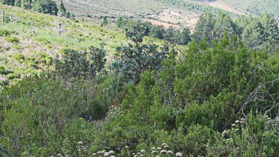 Pinus pinaster, photographed by Di Turner