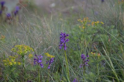 Anacamptis morio, photographed by Felicia Seichter