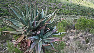 Aloe ferox, photographed by Di Turner