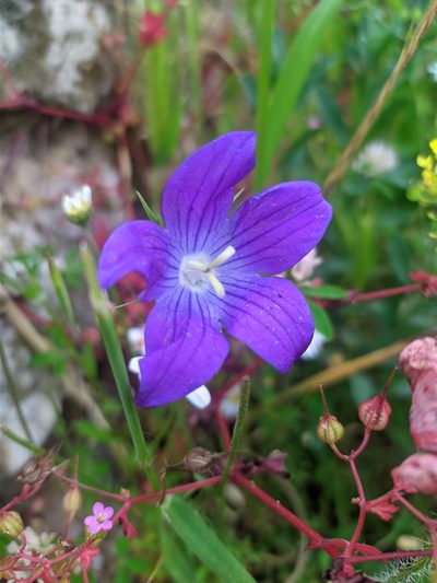 Campanula ramosissima, photographed by George Papademetriou