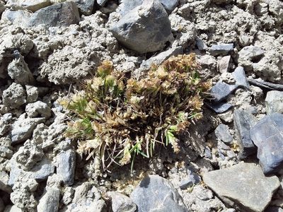 Poa lepidula, photographed by Humber Alberto
