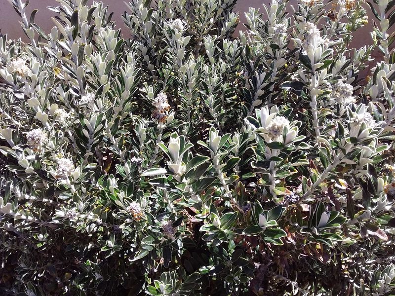 Buddleja coriacea, photographed by Humber Alberto
