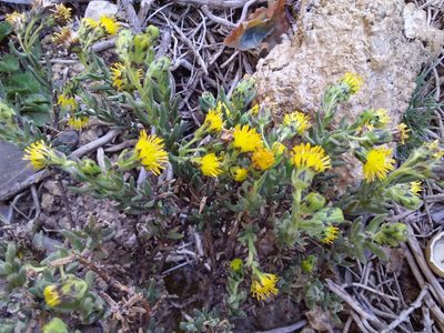 Senecio rufescens, photographed by Humber Alberto