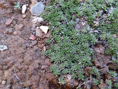 Baccharis alpina, photographed by Humber Alberto