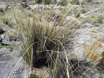 Festuca dolichophylla, photographed by Humber Alberto