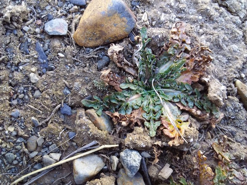 Hypochaeris echegarayi, photographed by Humber Alberto
