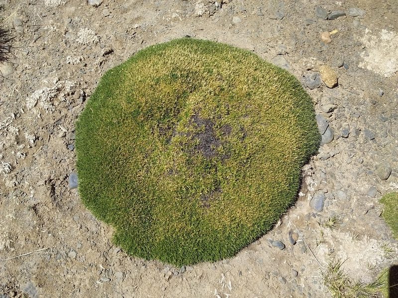 Aciachne pulvinata, photographed by Humber Alberto