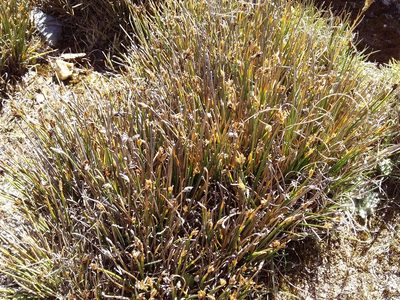 Trichophorum rigidum, photographed by Humber Alberto
