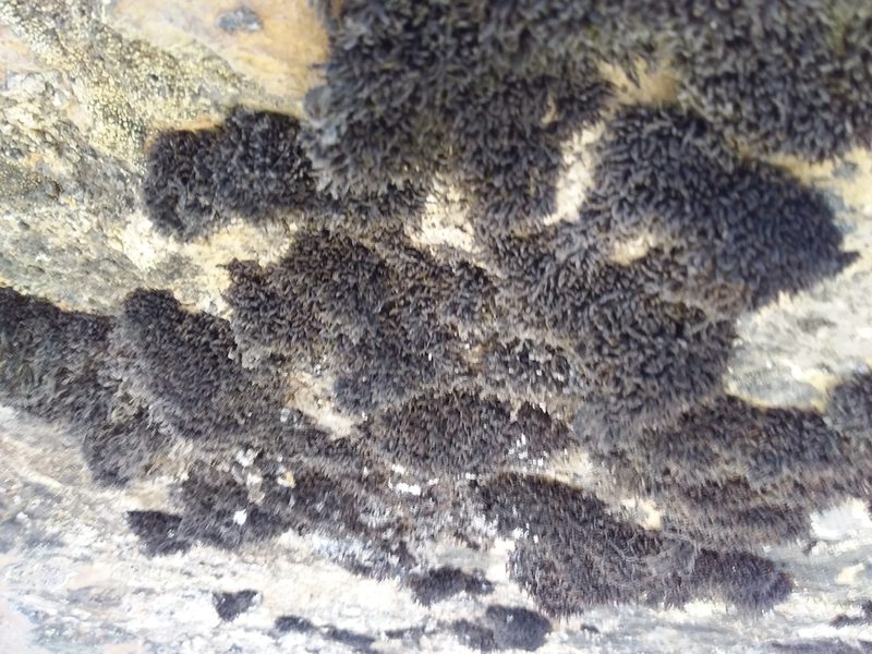 Grimmia laevigata, photographed by Humber Alberto