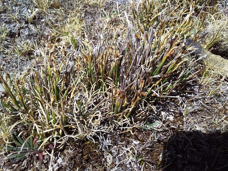 Trichophorum rigidum, photographed by Humber Alberto
