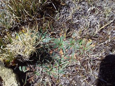 Plantago tubulosa, photographed by Humber Alberto