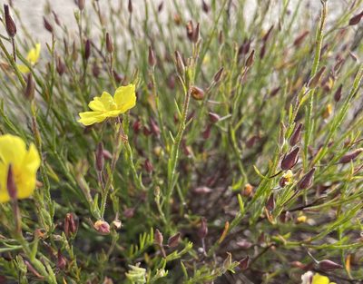 Crocanthemum scoparium, photographed by Henrik Kibak