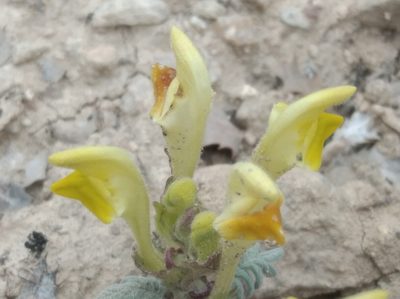 Scutellaria orientalis, photographed by Ben Costamagna