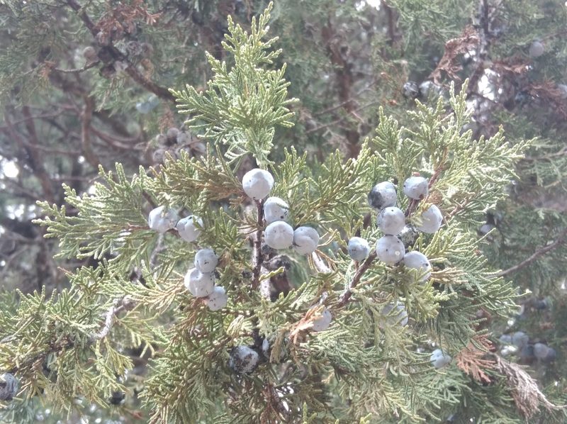 Juniperus excelsa, photographed by Ben Costamagna