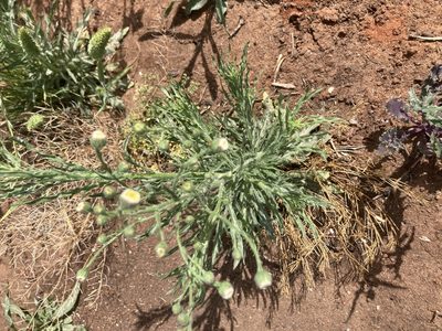 Erigeron bonariensis, photographed by Andre Hosper