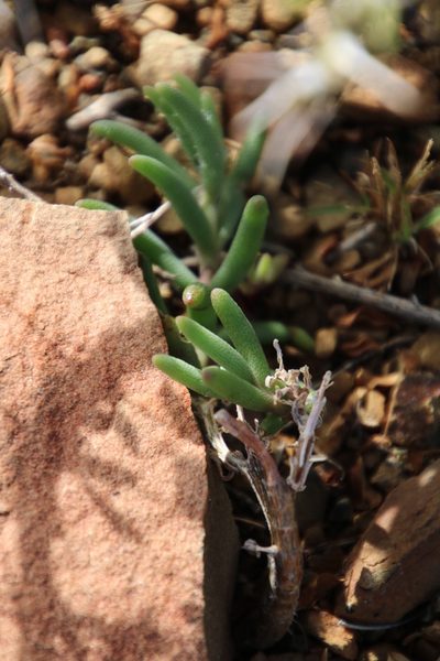 Mesembryanthemum nitidum, photographed by Tony Rebelo