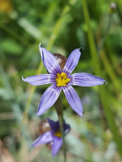 Sisyrinchium demissum, photographed by Alex Abair