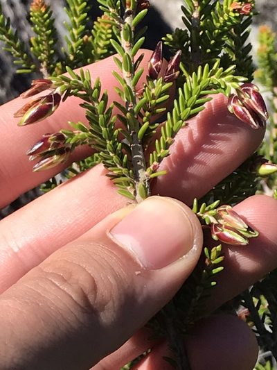 Erica viridiflora, photographed by Ren Hoekstra
