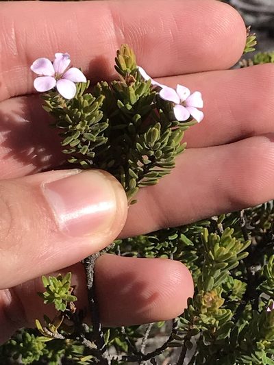 Acmadenia rupicola, photographed by Ren Hoekstra
