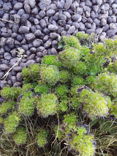 Urtica flabellata, photographed by Humber Alberto