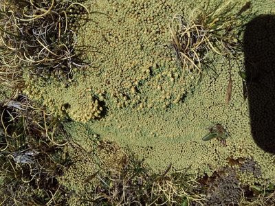Pycnophyllum molle, photographed by Humber Alberto