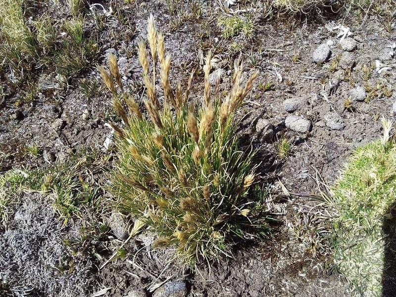 Cinnagrostis vicunarum, photographed by Humber Alberto