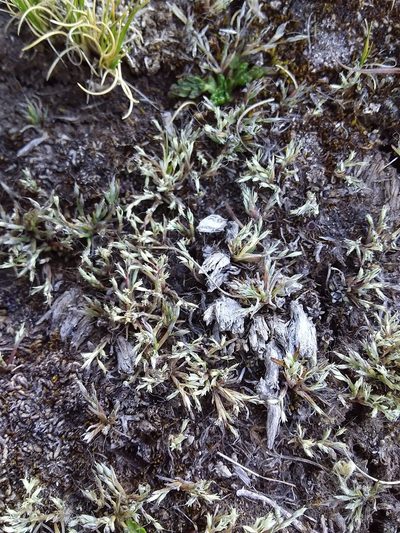 Muhlenbergia peruviana, photographed by Humber Alberto