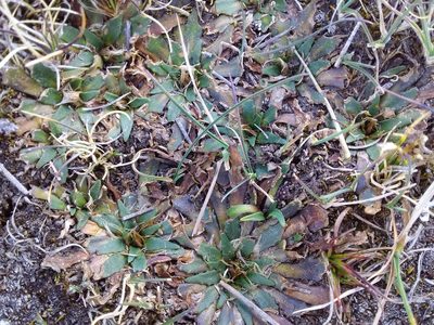 Plantago tubulosa, photographed by Humber Alberto