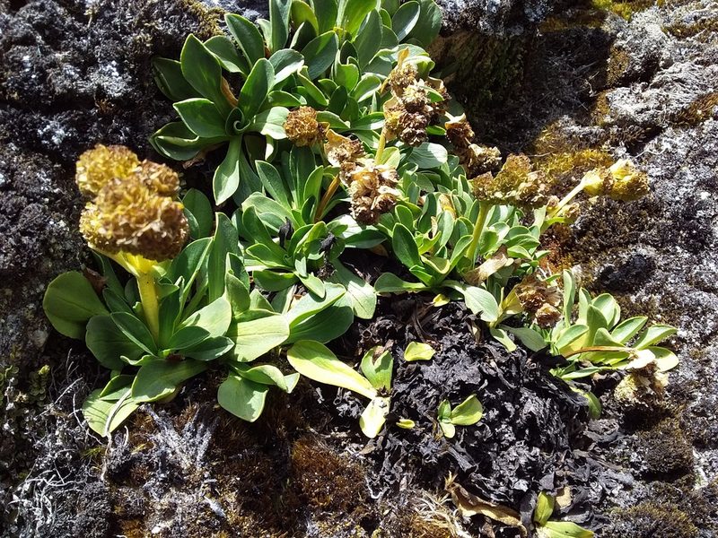 Valeriana nivalis, photographed by Humber Alberto