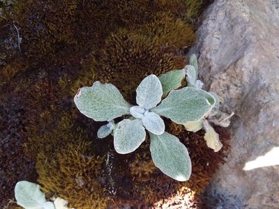 Senecio candollei, photographed by Humber Alberto