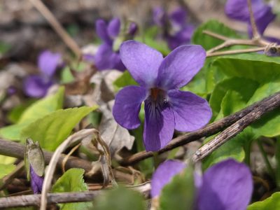 Viola odorata, photographed by tony_told_me