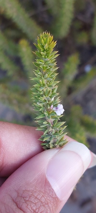 Muraltia salsolacea, photographed by sharndreheuvel