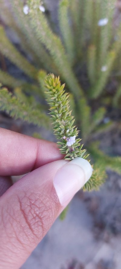 Muraltia salsolacea, photographed by sharndreheuvel