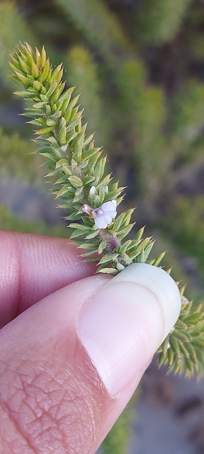 Muraltia salsolacea, photographed by sharndreheuvel