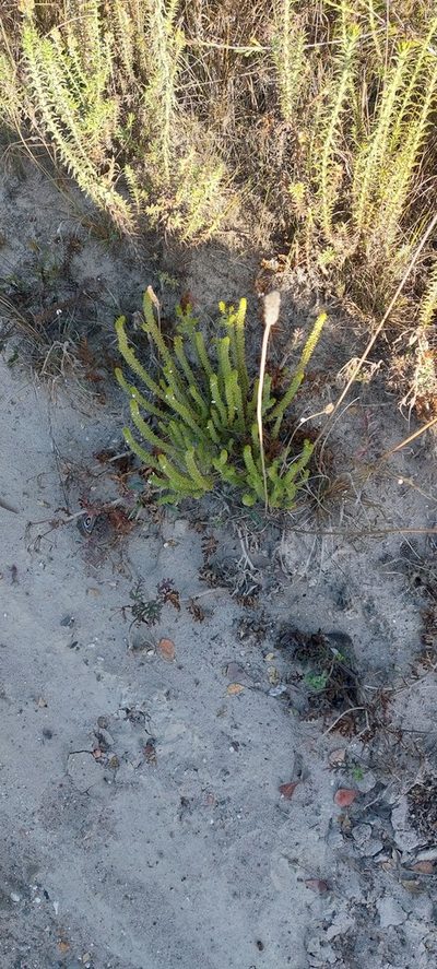 Muraltia salsolacea, photographed by sharndreheuvel