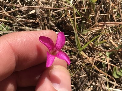 Oxalis polyphylla, photographed by Ren Hoekstra