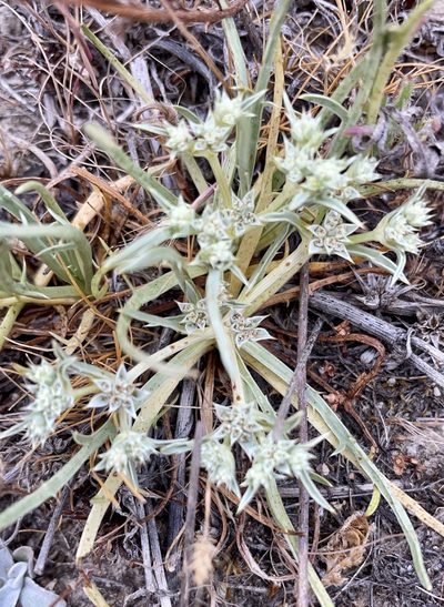 Eryngium montereyense, photographed by Irene