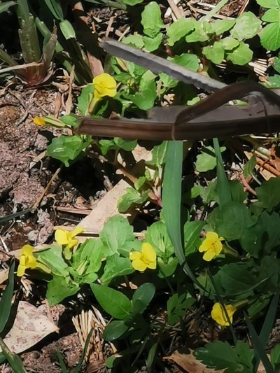 Erythranthe glabrata, photographed by M. Socorro González Elizondo
