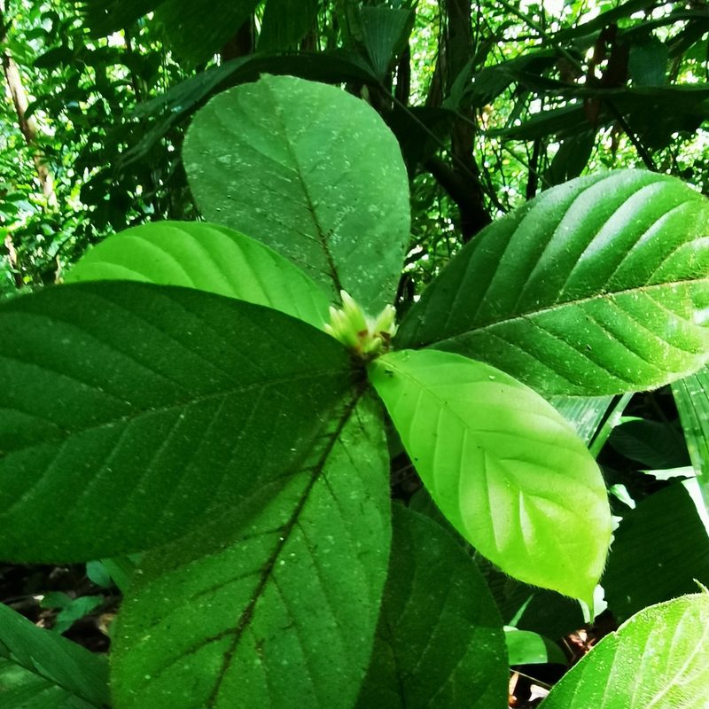 Duroia costaricensis, photographed by Eduardo Chacón Madrigal