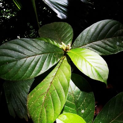 Duroia costaricensis, photographed by Eduardo Chacón Madrigal
