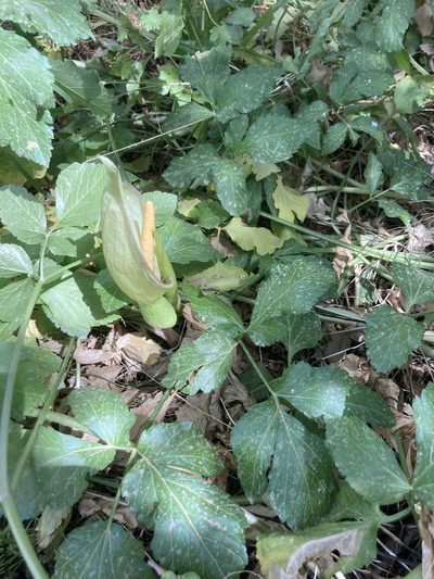 Arum concinnatum, photographed by Andre Hosper