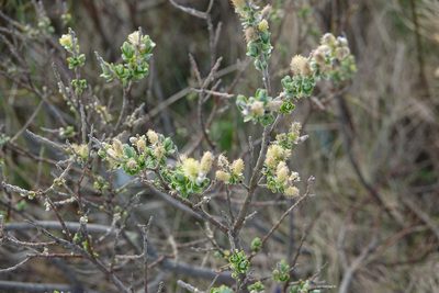 Salix repens, photographed by Steven Cross